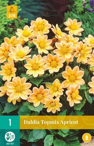 Dahlia 'Apricot'