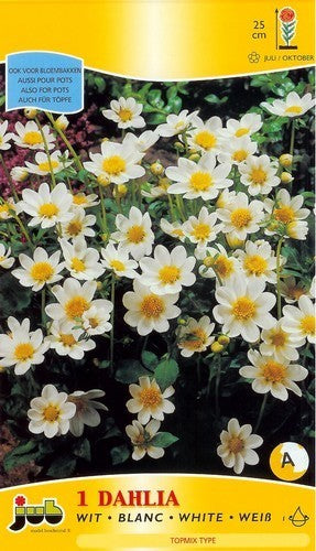 Dahlia 'White'