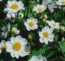 Dahlia 'White'