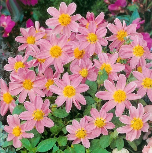 Dahlia 'Pink'