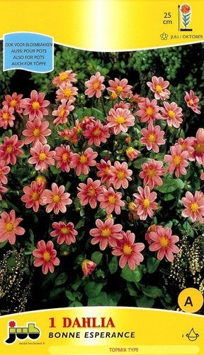Dahlia 'Pink'