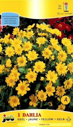 Dahlia 'Yellow'