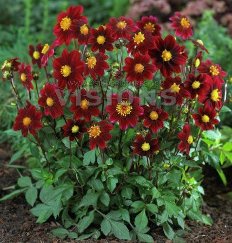 Dahlia 'Purple'