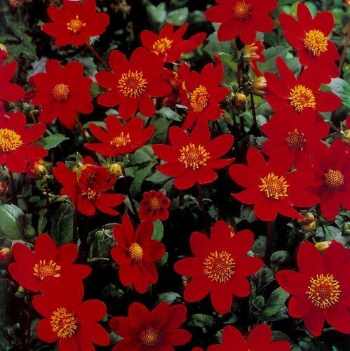 Dahlia 'Red'