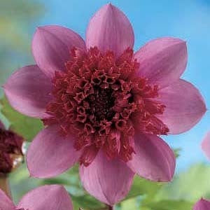 Dahlia 'Blue Bayou' / ‘The Phantom’
