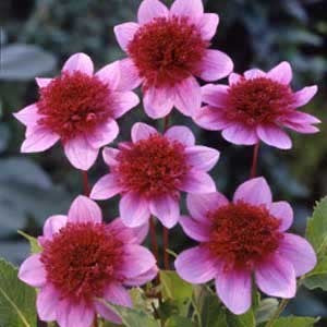Dahlia 'Blue Bayou' / ‘The Phantom’