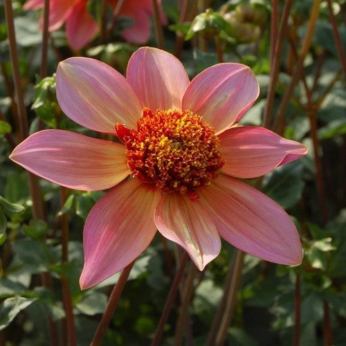 Dahlia 'Floorinoor' / 'Totally Tangerine'