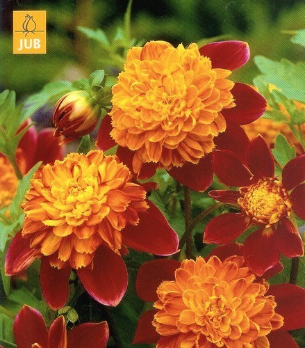 Dahlia 'Jive'
