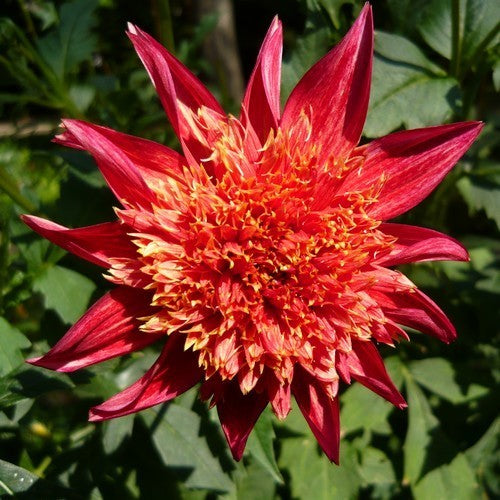 Dahlia 'Jive'