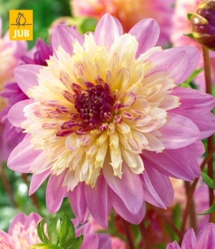 Dahlia 'Lambada' / 'Take Off' / 'Siemen Doorenbosch'