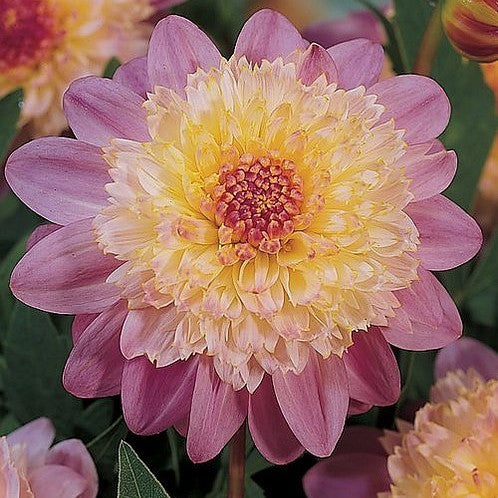 Dahlia 'Lambada' / 'Take Off' / 'Siemen Doorenbosch'