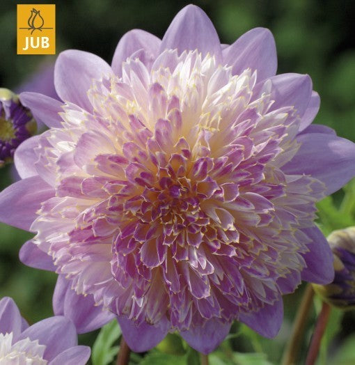 Dahlia 'Lambada' / 'Take Off' / 'Siemen Doorenbosch'