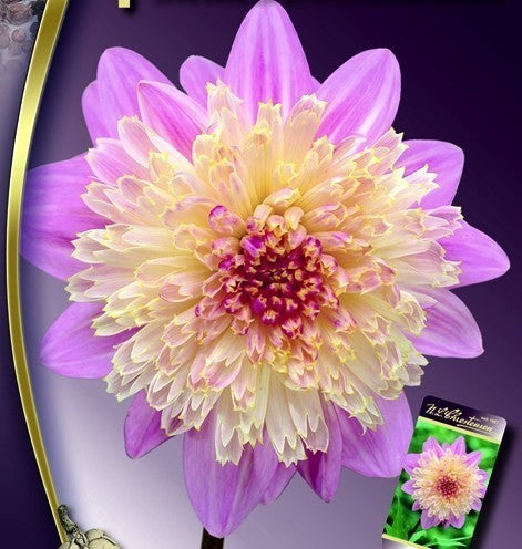 Dahlia 'Lambada' / 'Take Off' / 'Siemen Doorenbosch'