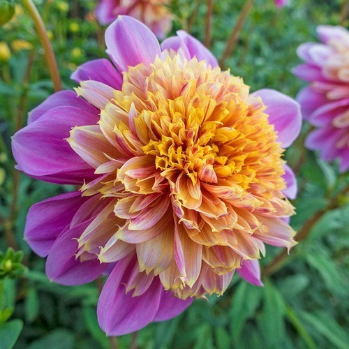 Dahlia 'Life Style'