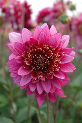 Dahlia 'Mambo'
