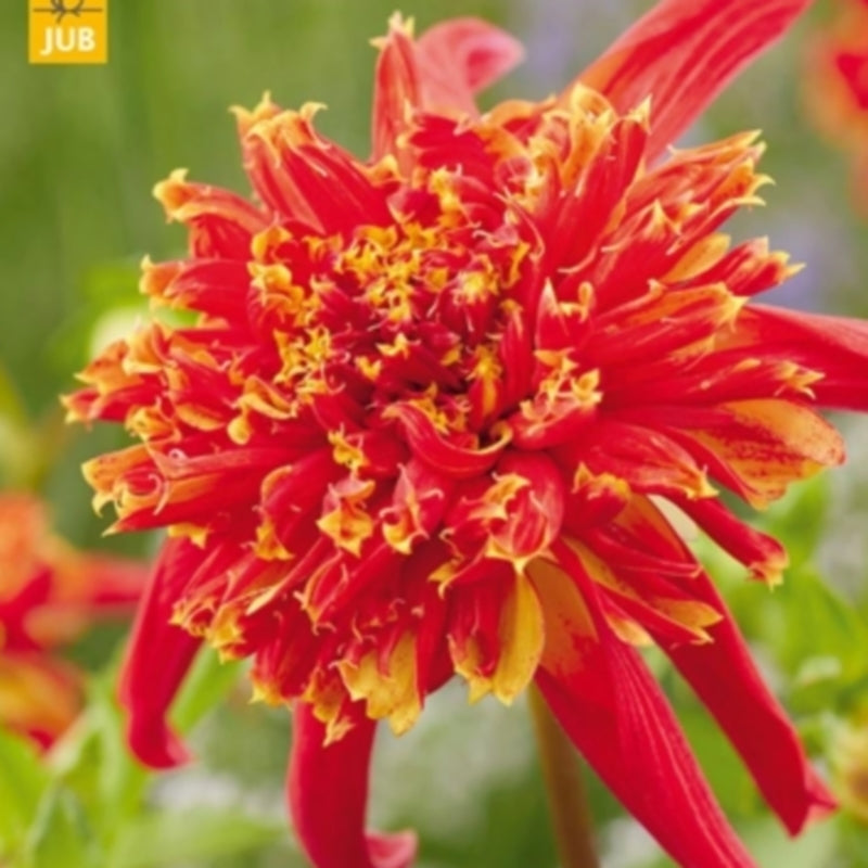 Dahlia 'Octopus Sparkle'
