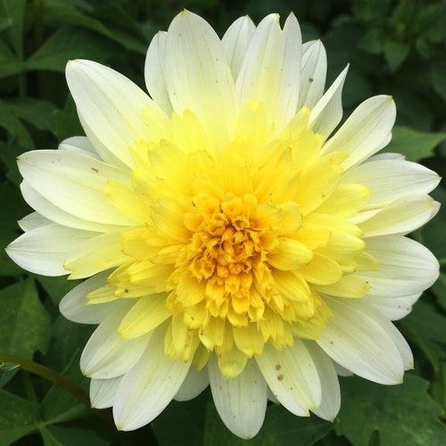 Dahlia 'Paso Doble' / 'Toto'
