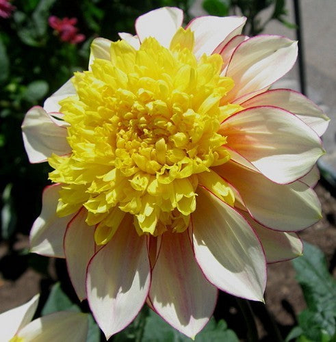 Dahlia 'Polka'