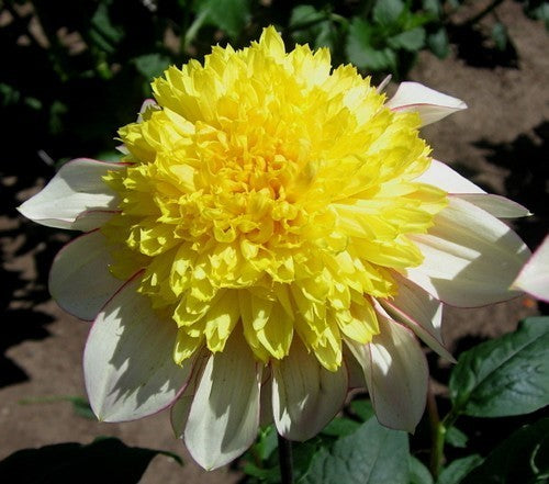 Dahlia 'Polka'