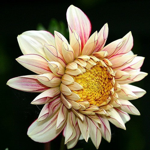 Dahlia 'Polka'