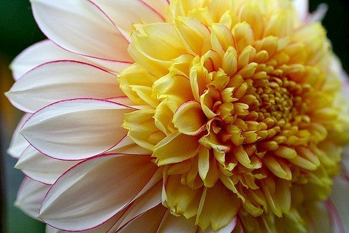 Dahlia 'Polka'