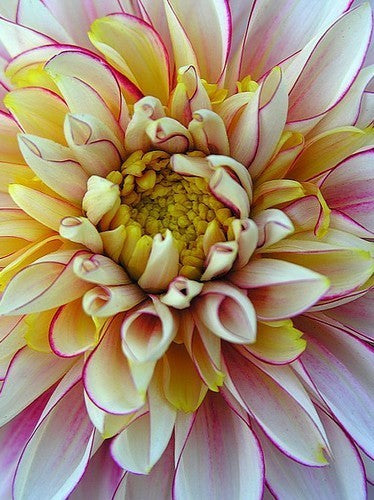 Dahlia 'Polka'