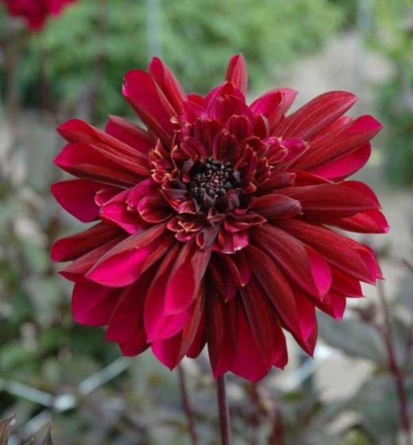 Dahlia 'Purple Haze'