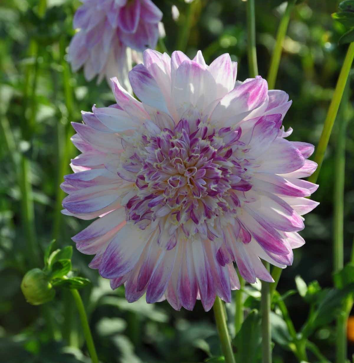 Dahlia 'Que Sera'