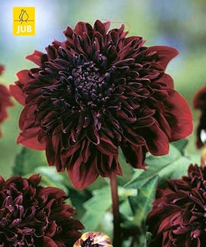 Dahlia 'Soulman'