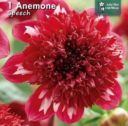 Dahlia 'Speech'
