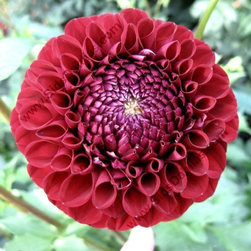 Dahlia 'Babette'
