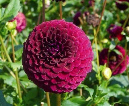 Dahlia 'Babette'