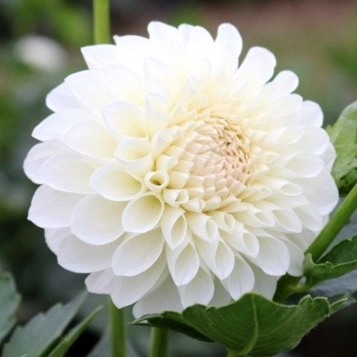 Dahlia 'Boom Boom White'