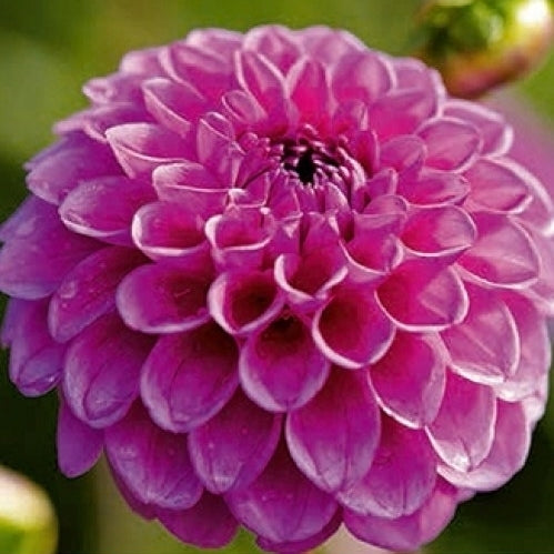 Dahlia 'Boy Scout' / 'Jowey Frambo'