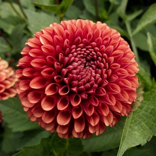 Dahlia 'Copperboy'