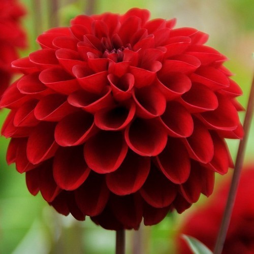 Dahlia 'Cornel' / 'Red Ball'