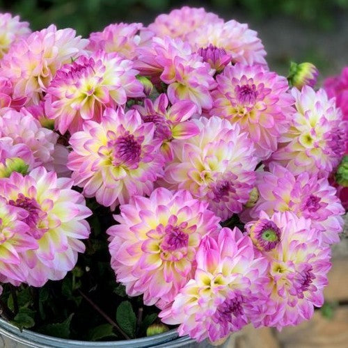 Dahlia 'El Paso'