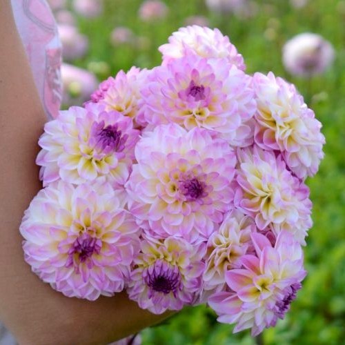 Dahlia 'El Paso'