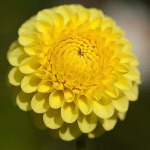 Dahlia 'Golden Torch'
