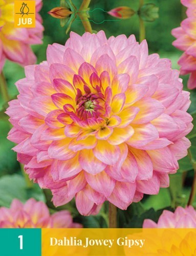 Dahlia 'Jowey Gipsy'