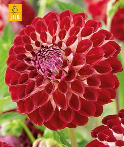 Dahlia 'Jowey Joshua'