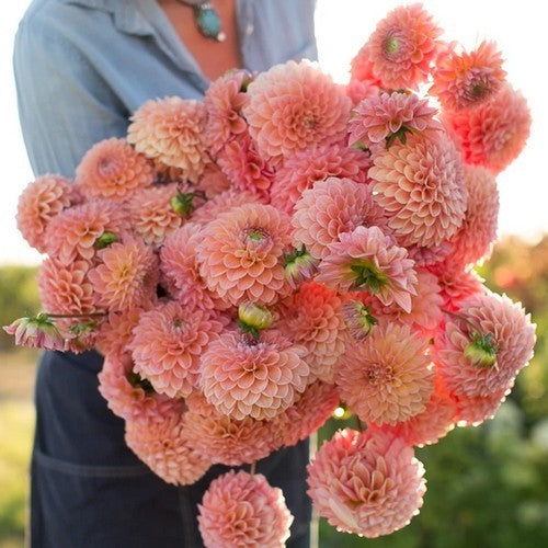 Dahlia 'Jowey Nicky'