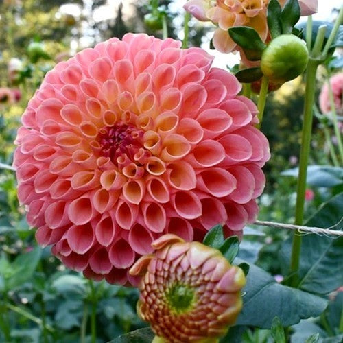 Dahlia 'Jowey Nicky'