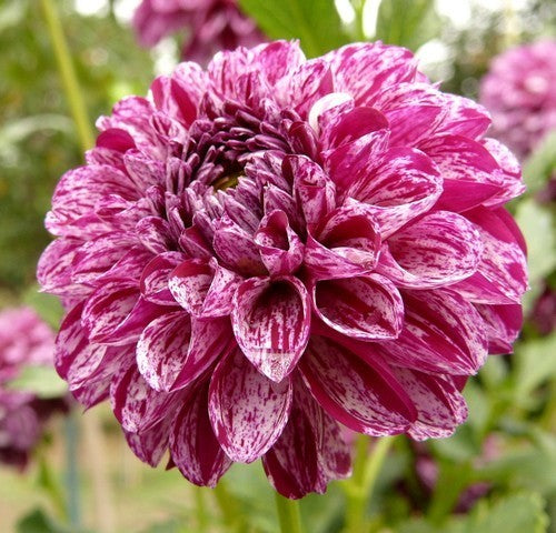 Dahlia 'Marble Ball'