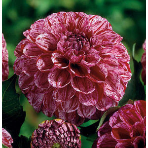 Dahlia 'Marble Ball'