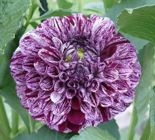 Dahlia 'Marble Ball'