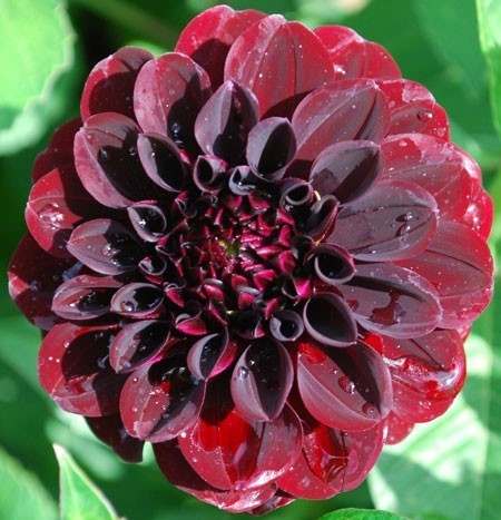 Dahlia 'Night Queen'