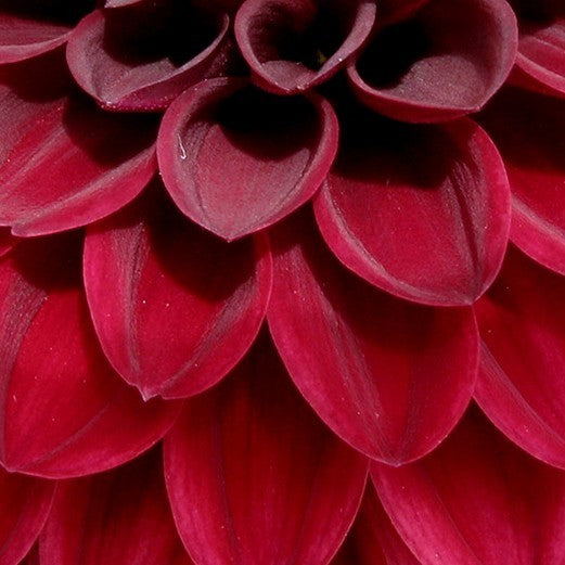 Dahlia 'Night Queen'
