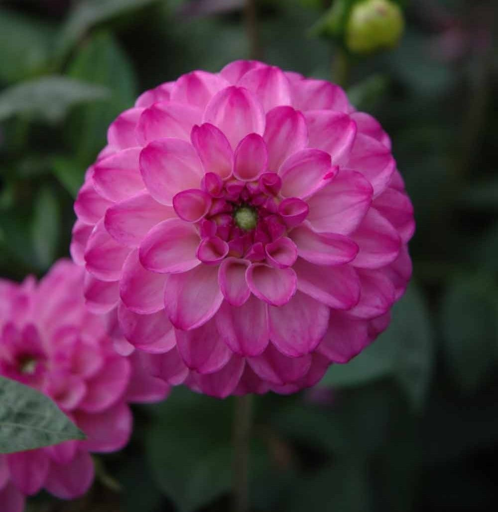Dahlia 'Salvation'