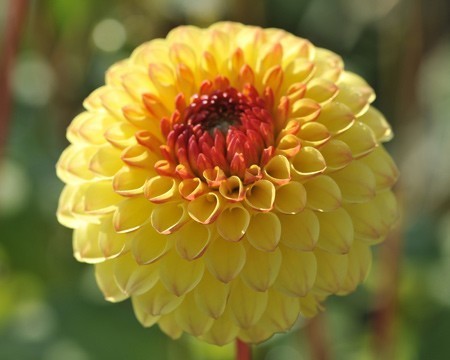 Dahlia 'Sunny Boy'